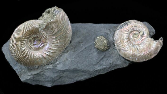 Iridescent Ammonite Fossils Mounted In Shale - x #38221